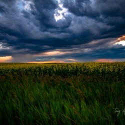 Storm Sunset Over Canola Hi Res   A3